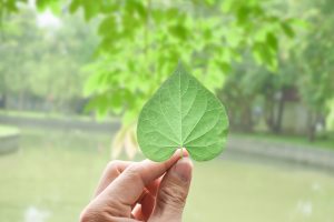 Hand holding a green leaf over green nature background.